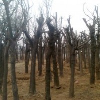 供應(yīng)15-50公分國(guó)槐 白蠟小苗