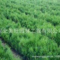 出售側(cè)柏