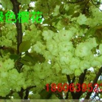 紅葉櫻花，綠色櫻花，紅色雙櫻花，單櫻花