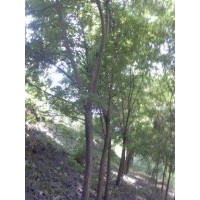 售8到10的國槐4萬棵，10到30的國槐