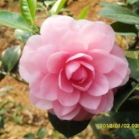 山茶花批發(fā)
