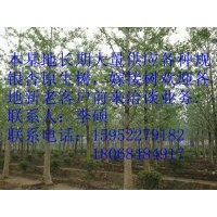 銀杏苗木