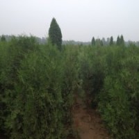 北京檜柏價格優(yōu)惠