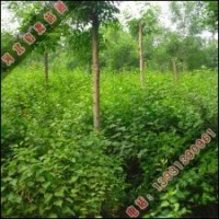 啟源銷售丁香小苗_丁香價(jià)格_啟源出售丁香