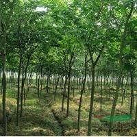 江蘇櫸樹價(jià)格，櫸樹基地
