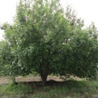 大華海棠苗木基地經(jīng)營當?shù)孛缒尽鞍死夂Ｌ臉洹?/></a>
<div><a href=