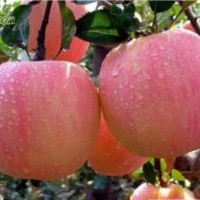 紅富士蘋果樹苗