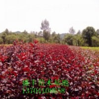 俄羅斯紅葉李