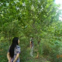 供應(yīng)：10-13CM櫻花，三千棵