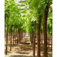香花槐基地、專營(yíng)8公分香花槐