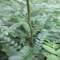 江蘇名貴藥材樹(shù)皂角苗山皂莢樹(shù)苗批發(fā)1米高皂莢苗產(chǎn)刺高