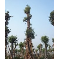 買優(yōu)質(zhì)黃葛樹，就來四川瀘州興隆園林公司