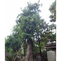 出售四川大黃葛樹，瀘州黃葛樹大樹