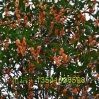 2013年華德堰虹桂基地桂花已經(jīng)盛開、誠邀品鑒
