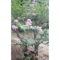 安慶龍山名樹(shù)園出售大規(guī)格紫薇