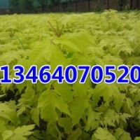 優(yōu)質(zhì)金葉復葉槭小苗培育基地