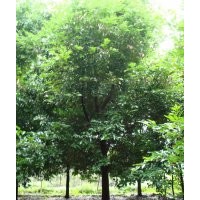 成都天竺桂價格 成都天竺桂報價 天竺桂品種 天竺桂規(guī)格