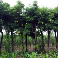 成都欒樹價格 成都欒樹報價 欒樹品種 欒樹規(guī)格