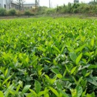 成都大葉梔子價格 成都大葉梔子報價 大葉梔子品種 大葉梔子規(guī)格
