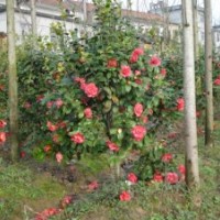 江西茶花