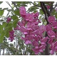 嫁接香花槐