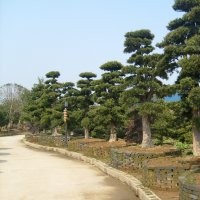供應(yīng)：湖南桂花、湖南廣玉蘭、湖南羅漢松、湖南香樟、湖南杜鵑