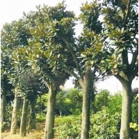 供應(yīng)：湖南廣玉蘭，米徑8-15公分廣玉蘭