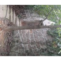 安慶龍山名樹園出售報春花