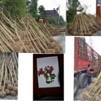 批量供應(yīng)【大紅紫薇】，量大從優(yōu)