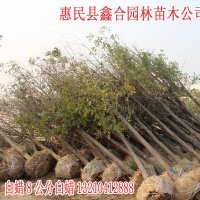山西白蠟供應(yīng)商 大同白蠟8公分白蠟20000棵