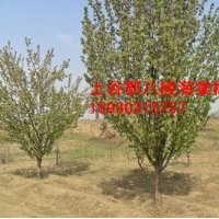 八棱海棠樹地經(jīng)10公分價(jià)格