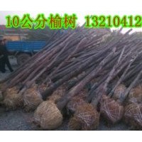 供應(yīng)天津榆樹苗木種植基地10公分榆樹8000棵、苗圃苗、隨時起苗