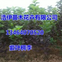 紫葉稠李