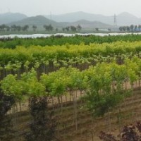 供應金葉復葉槭7-8、金葉白蠟6、紅寶石海棠5、蜀檜2-3米