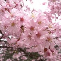 櫻花
