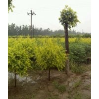 供應(yīng)聊城速生國槐、濱州速生國槐、菏澤速生國槐