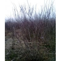 常年供應叢生紫荊、叢生木槿、叢生紫薇、叢生紅瑞木等綠化苗