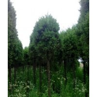 出售一批高桿蜀檜、木槿、紫荊、櫸樹、欒樹等綠化苗