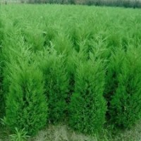 河南檜、大葉女貞 、紅葉石楠、黃金柳、紫薇、國(guó)槐、北欒、玉蘭