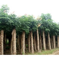 供應湖北優(yōu)質(zhì)欒樹