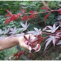 日本三季紅紅楓大搶購(gòu)