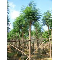 供應(yīng)各種規(guī)格藍(lán)花楹