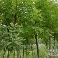 國槐樹
