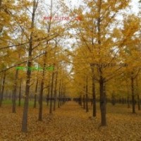 供應(yīng)銀杏樹10公分