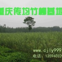 傳均林業(yè)竹柳推廣試種計(jì)劃--竹柳苗2.5元\株