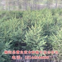 供應(yīng)云杉，云杉苗，云杉樹苗，云杉小苗，青仟云杉，紅皮云杉