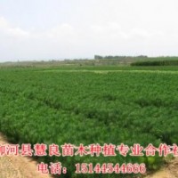 出售30-50公分黑松樹苗，1-10年黑松樹苗，營養(yǎng)杯黑松苗