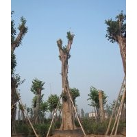 出售Ф90cm四川黃葛樹大樹，瀘州大黃葛樹