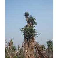 出售50-200cm黃葛樹大樹，四川黃葛樹大樹