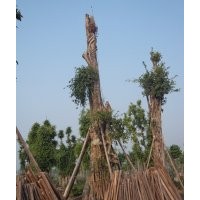 提供Ф143cm四川大黃葛樹，黃葛樹大樹圖片，黃葛樹大樹